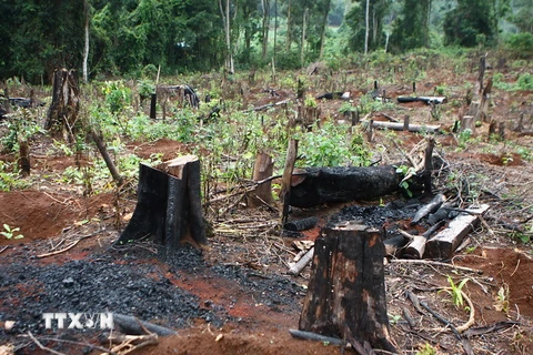 Cả một diện tích lớn rừng bị đốt, phá ở trạm quản lý bảo vệ rừng Đắk Mol sau đó chuyển đổi trồng càphê. (Ảnh: Dương Giang/TTXVN)