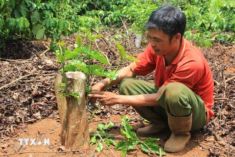 Nông dân Đắk Lắk cưa ngang gốc cây càphê bị hạn để ghép chồi. (Ảnh: Phạm Cường/TTXVN)