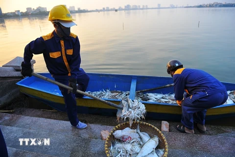Công nhân thu vớt cá chết tại hồ Tây đưa đi tiêu hủy. (Ảnh: Minh Đức/TTXVN) 