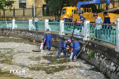 Công nhân vệ sinh môi trường thu gom cá chết tại hồ Tây. (Ảnh: Mai Linh/TTXVN)