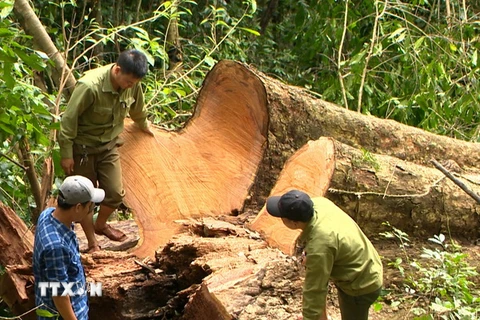 Một cây gỗ hương cổ thụ ở huyện KBang,Gia Lai bị "lâm tặc" chặt hạ trái phép. (Ảnh: Hoài Nam/TTXVN)