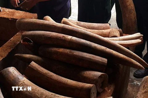 Tang vật ngà voi nhập lập bị bắt giữ tại cảng Cát Lái, Thành phố Hồ Chí Minh. Ảnh minh họa. (Nguồn: TTXVN)