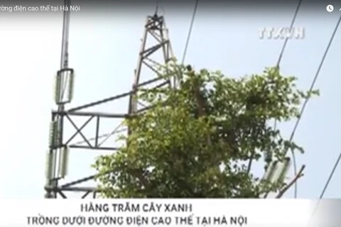 [Video] Hà Nội: Lo ngại về hàng cây xanh trồng dưới đường điện cao thế