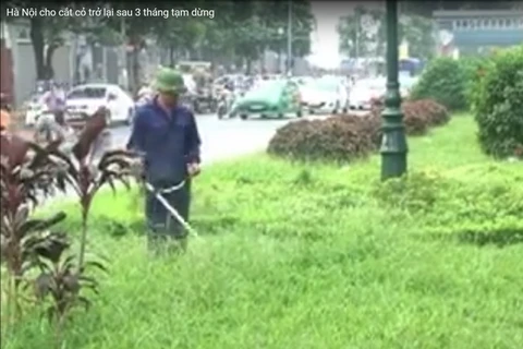 [Video] Hà Nội lại thực hiện cắt tỉa cây cỏ sau 3 tháng tạm dừng