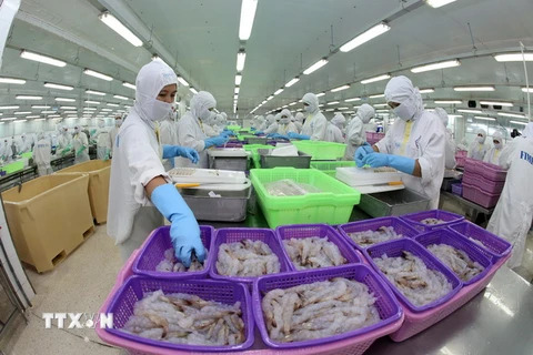 Chế biến sản phẩm tôm xuất khẩu tại Công ty Cổ phần Thực phẩm Sao Ta, Sóc Trăng. (Nguồn: Huy Hùng/TTXVN)