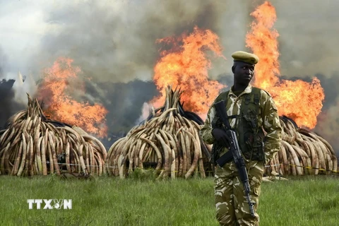 Ngà voi và sừng tê giác bị tiêu hủy tại Nairobi, Kenya. (Nguồn: AFP/TTXVN)