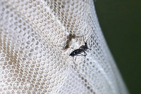 Muỗi Aedes, vật trung gian lây truyền virus Zika. (Nguồn: EPA/TTXVN)