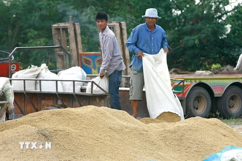 Nông dân Thái Lan đổ thóc vừa gặt tại tỉnh Lopburi. (Nguồn: EPA/TTXVN)