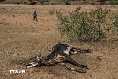Động vật chết khô do hạn hán bên bờ sông Umfolozi ở quận Nongoma, phía tây bắc Durban (Nam Phi) ngày 9/11/2015. (Nguồn: AFP/TTXVN)