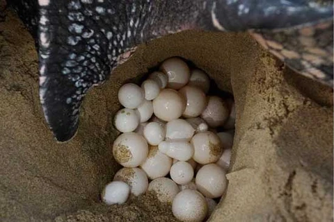 Yêu cầu khởi tố đối tượng trộm 116 quả trứng vích tại Côn Đảo 