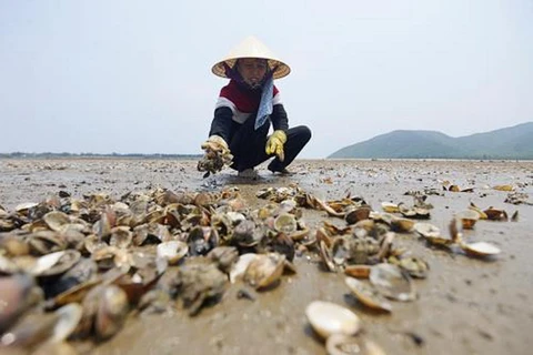 Ngao chết hàng loạt tại vùng biển Thanh Hóa. (Nguồn: TTXVN)
