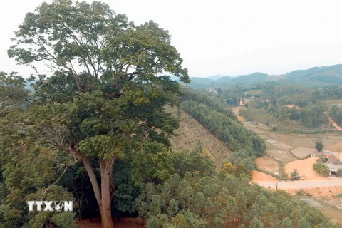 Cây Lim ngàn tuổi có kích cỡ vượt trội hoàn toàn so với các cây khác ở trên đồi. (Ảnh: Tùng Lâm/TTXVN)