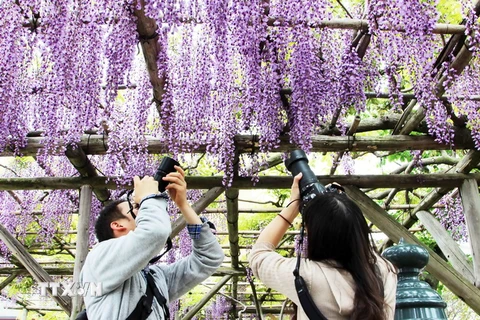 Du khách chụp ảnh hoa Fuji, (hoa tử đằng) tại Nhật Bản. (Ảnh: Hữu Thắng/TTXVN)