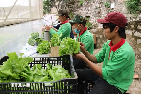 Đóng gói rau tại một trang trại trồng rau thuỷ canh tại thành phố Đà Lạt trước khi đưa đi tiêu thụ. (Ảnh: Nguyễn Dũng/TTXVN)