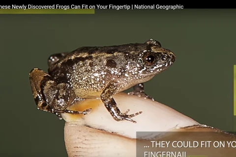 Loài ếch đêm Vijayan chỉ được tìm thấy ở khu vực Tây Ghats đa dạng sinh học của Ấn Độ. (Nguồn: news.nationalgeographic.com)