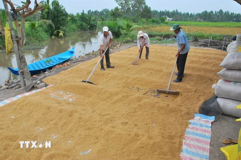 Nông dân huyện Hồng Dân phơi lúa sau thu hoạch trên đất lúa-tôm. (Ảnh: Huỳnh Sử/TTXVN)