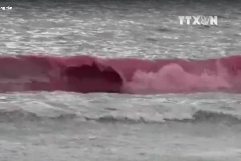 [Video] Lý giải về những vệt nước màu đỏ ven biển Đà Nẵng