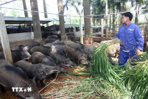 Trang trại nuôi lợn rừng của gia đình chị Trương Kim Hoa, ở huyện Thạch Thất mỗi năm thu lãi hơn 7 tỷ đồng, tạo việc làm cho gần 40 lao động. (Ảnh: Vũ Sinh/TTXVN)