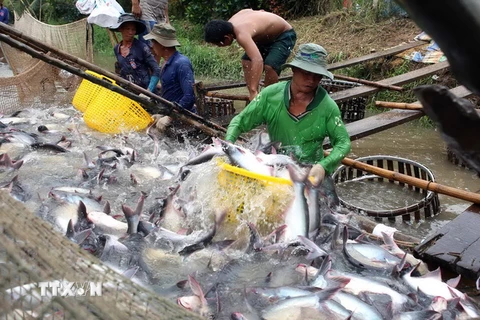 Thu hoạch cá tra tại tổ hợp tác nuôi cá tra Tân Thạnh, xã Tân Hội, TP Vĩnh Long. (Ảnh: Vũ Sinh/TTXVN)
