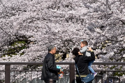 [Video] Nhật Bản bước vào mùa lễ hội hoa anh đào rực rỡ