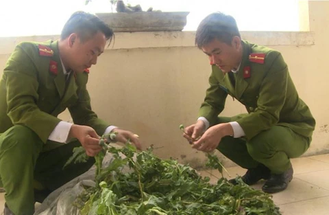 Triệt phá hơn 100 cây thuốc phiện trồng “chui” trong vườn nhà dân 