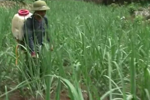 [Video] Hơn 53% thuốc trừ sâu ở Việt Nam được nhập từ Trung Quốc