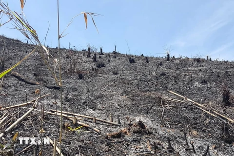 Hàng chục hecta rừng vừa bị tàn phá, đốt trụi. (Ảnh: Hưng Thịnh/TTXVN)