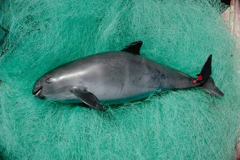 Một chú cá heo vaquita mắc vào lưới ở Vịnh California. (Nguồn: nationalgeographic.com)
