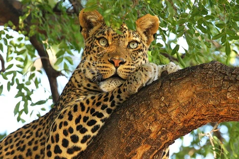 Một chú báo Leopard. (Nguồn: Getty)