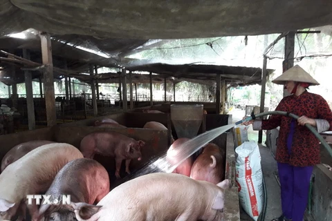 Giá lợn hơi trên địa bàn tại Cần Thơ giảm sâu chỉ còn từ 27.000-28.000 đ/kg, làm người chăn nuôi lợn tại Cần Thơ bị lỗ trên dưới 1 triệu đồng/100kg. (Ảnh: Ngọc Thiện/TTXVN)