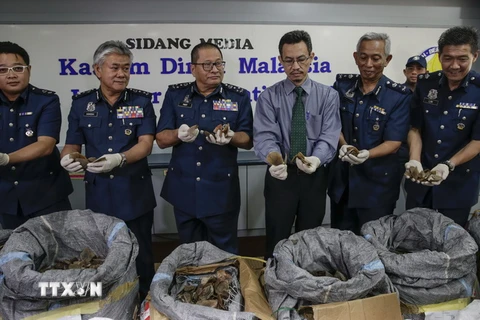 Hải quan Malaysia trưng bày số vảy tê tê vừa thu giữ trong cuộc họp báo tại Sepang. (Nguồn: EPA/TTXVN)