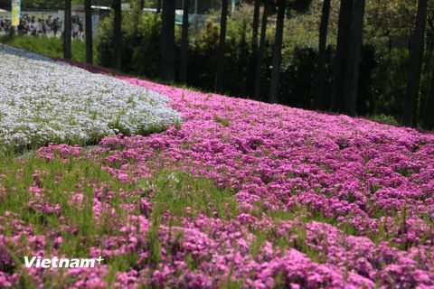 [Photo] Thảm hoa mùa Xuân Shibazakura làm say đắm lòng người 
