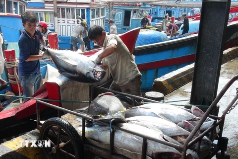 [Video] Cá ngừ Việt Nam được xuất khẩu sang gần 140 nước 