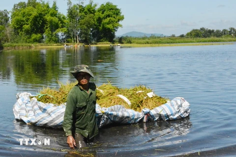  Người dân cố gắng thu hoạch một phần diện tích lúa bị ngập. (Ảnh: Tuấn Anh/TTXVN)