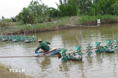 Phát triển con tôm vùng nhiễm mặn ổn định kinh tế cho người dân tại Tiền Giang. (Ảnh: Hồng Nhung/TTXVN)