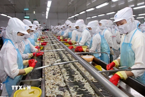 Chế biến tôm đông lạnh xuất khẩu tại nhà máy ở khu công nghiệp phường 8, thành phố Cà Mau. (Ảnh: Trần Việt/TTXVN)