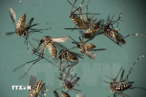 Muỗi Aedes Aegypti, vật trung gian truyền virus Zika. (Ảnh: AP/TTXVN)
