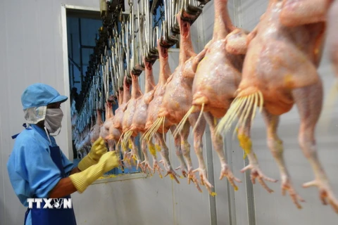 Công nhân Công ty Koyu & Unitek làm sạch những gà trước khi chế biến. (Ảnh: Công Phong/TTXVN)