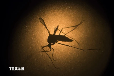 Muỗi là trung gian lây truyền bệnh sốt xuất huyết. (Nguồn: AP/TTXVN)