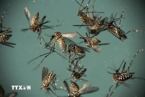 Muỗi Aedes Aegypti, vật trung gian truyền virus Zika. (Nguồn: AP/TTXVN)