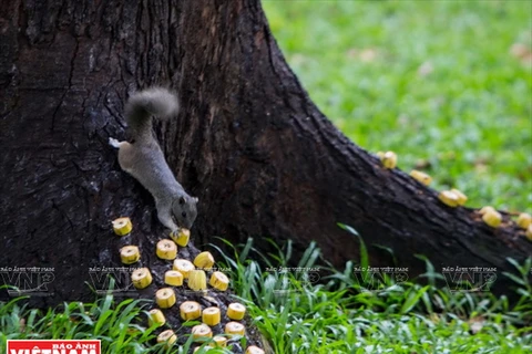 [Photo] "Bảo mẫu" của đàn sóc đuôi bông ở công viên Tao Đàn