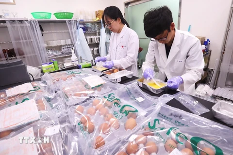 Kiểm tra trứng gia cầm tại Cơ quan kiểm tra chất lượng các sản phẩm nông nghiệp quốc gia ở tỉnh Gyeonggi. (Nguồn: YONHAP/TTXVN)