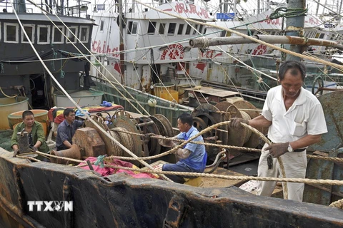 Ngư dân neo đậu tàu thuyền tại cảng ở Thái Châu, tỉnh Chiết Giang ngày 12/9 để tránh bão Talim. (Nguồn: THX/TTXVN)
