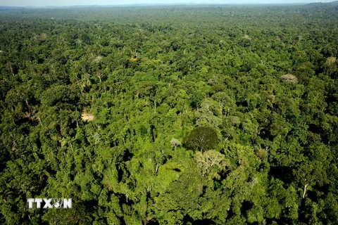 Toàn cảnh một khu bảo tồn thiên nhiên trong rừng Amazon, bang Para, Brazil ngày 4/12/2011. (Nguồn: AFP/TTXVN)