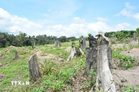 Rừng phòng hộ đầu nguồn thuộc tiểu khu 323, xã Ea Tam, huyện Krông Năng (Đắk Lắk) bị chặt phá, lấn chiếm trong thời gian dài. (Ảnh: Tuấn Anh/TTXVN)