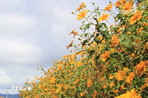 Sắc vàng rực rỡ của hoa dã quỳ thu hút đông đảo khách du lịch. (Ảnh: Phạm Kha/TTXVN)
