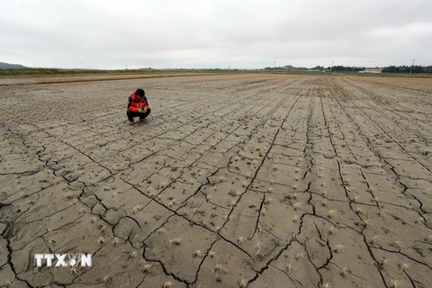 Tình trạng hạn hán trên cánh đồng ở Muan, cách thủ đô Seoul của Hàn Quốc 385km về phía nam ngày 7/6. (Nguồn: EPA/TTXVN)
