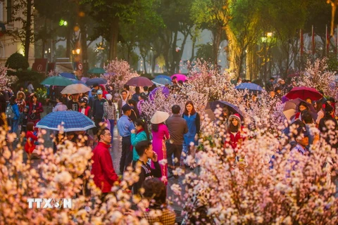  Lễ hội hoa Anh đào 2017 tại Hà Nội. (Ảnh: Trọng Đạt/TTXVN)