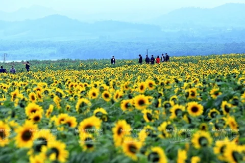 Cánh đồng hoa "Mặt Trời" rực rỡ thắp sáng cả mùa Đông Nghệ An