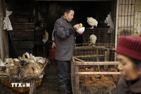 Buôn bán gia cầm sống tại một chợ ở thành phố Trung Khánh, Trung Quốc. (Nguồn: AFP/TTXVN)